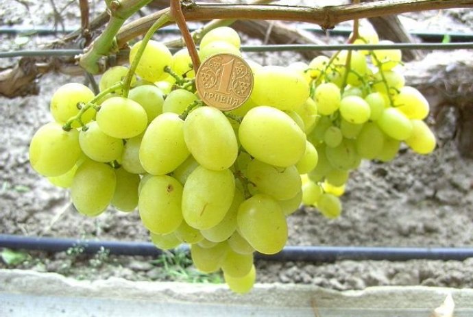 Виноград мускат новошахтинский описание и фото